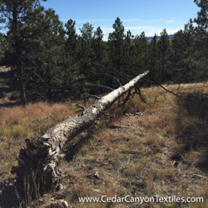 pine-beetle-rubbings-9
